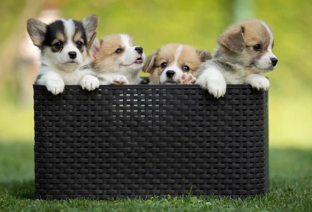 Joga su šuniukais - Vilnius