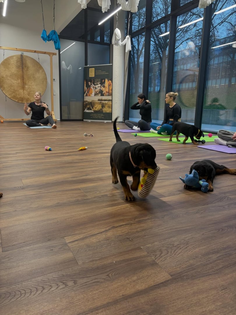 Joga su šuniukas Kaunas