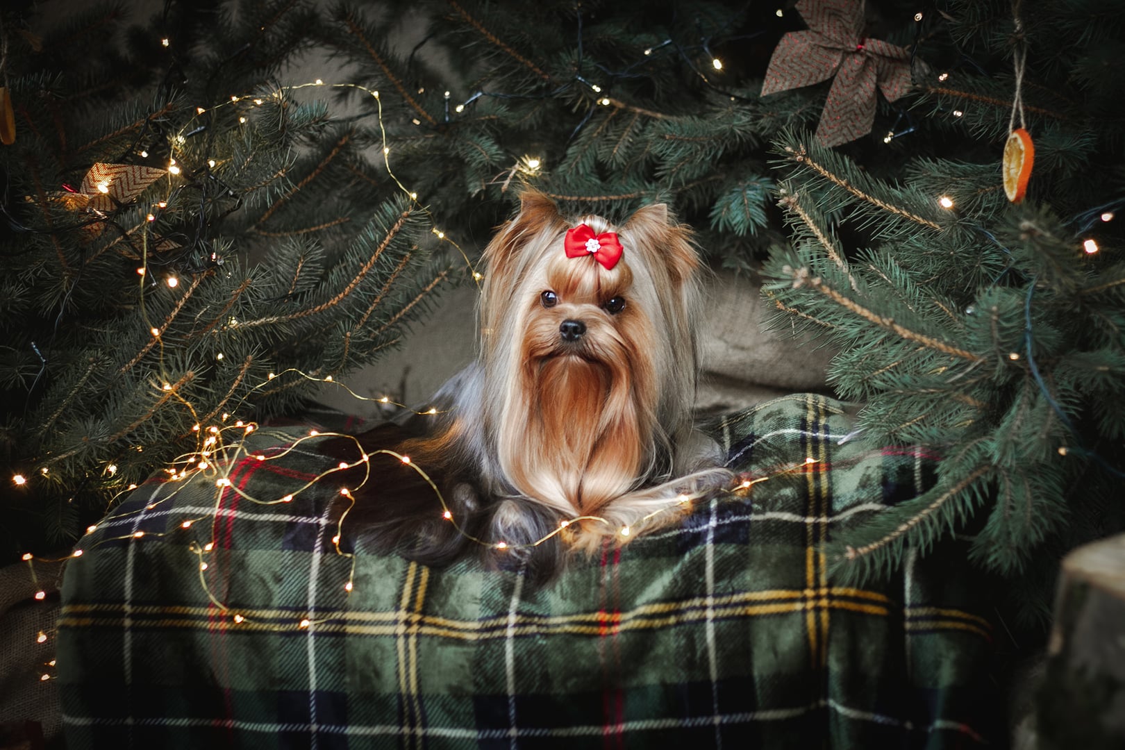 Joga su šuniukias Utena