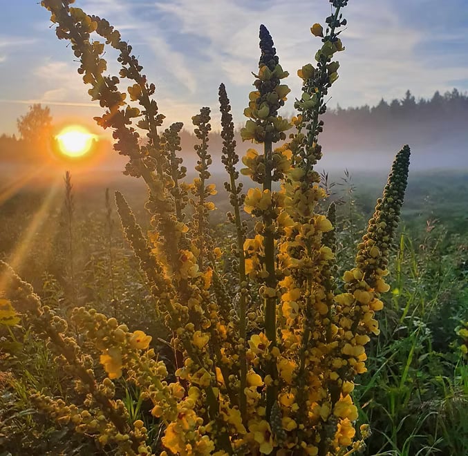 GAMTOS PASLAPTIS – MOTERS PRIGIMTYJE