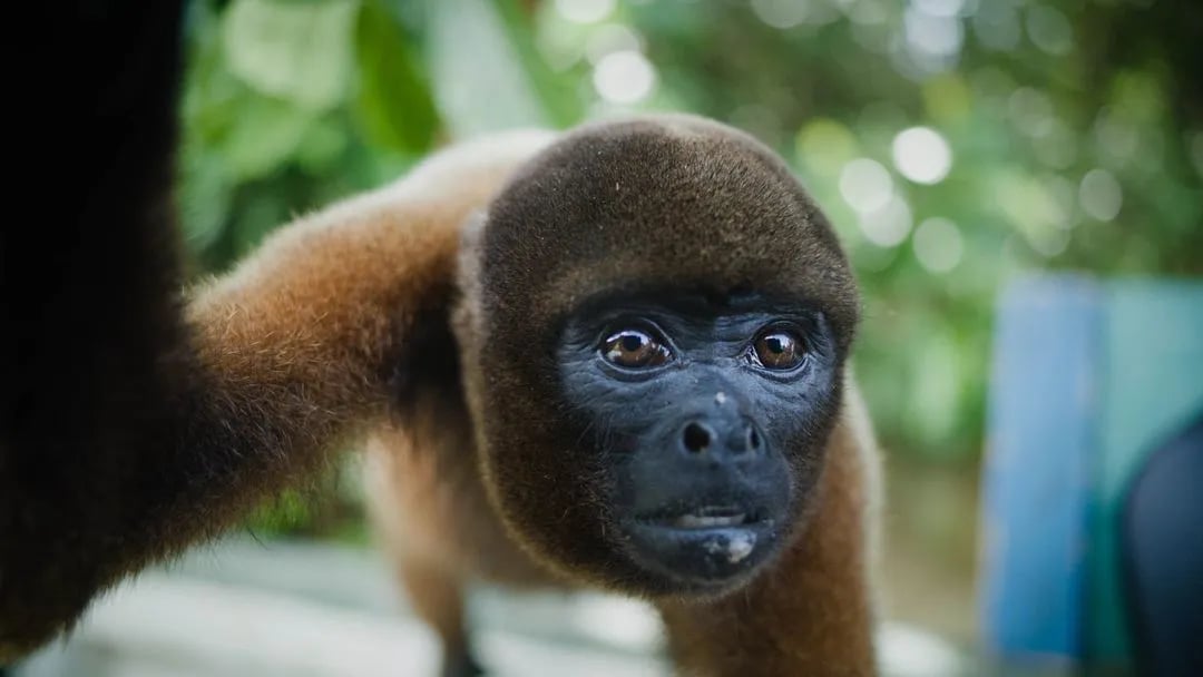 7 dienų ajahuaskos retritas Amazonėje 