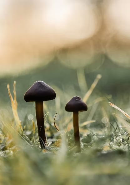 3 DIENŲ PSILOCIBINO RETRITAS GAMTOJE (NYDERLANDAI)