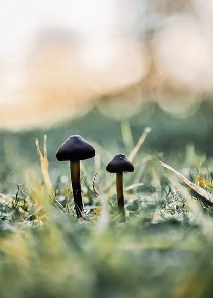 3 DIENŲ MOTERŲ PSILOCIBINO RETRITAS NYDERLANDUOSE