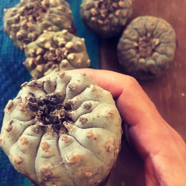 Peyote Hikuri ceremonija