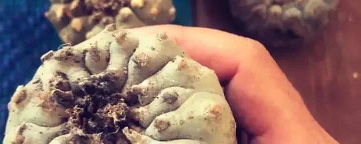 Peyote Hikuri ceremonija