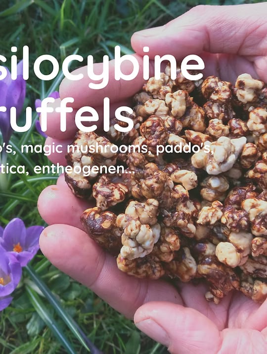 5 dienų triufelių retritas mūsų gamtos šventykloje