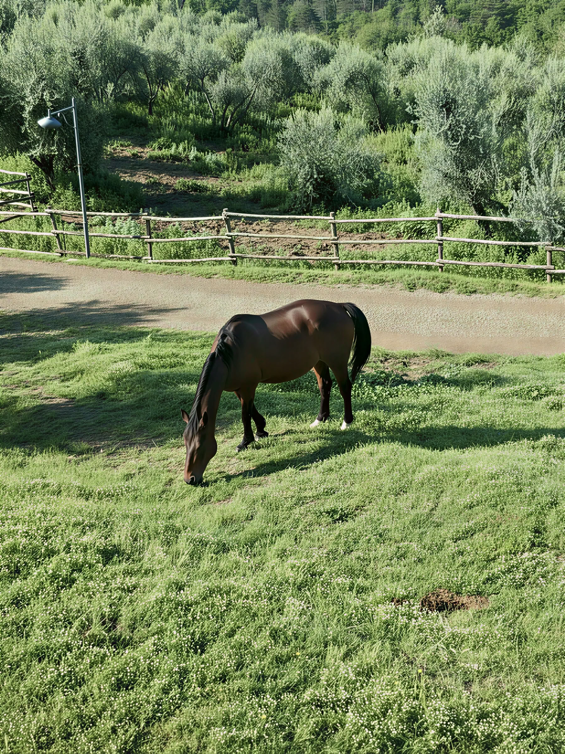 Joga, žygiai ir jodinėjimas žirgais