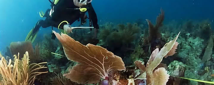 Menjangan sala - smagus nardymo turas