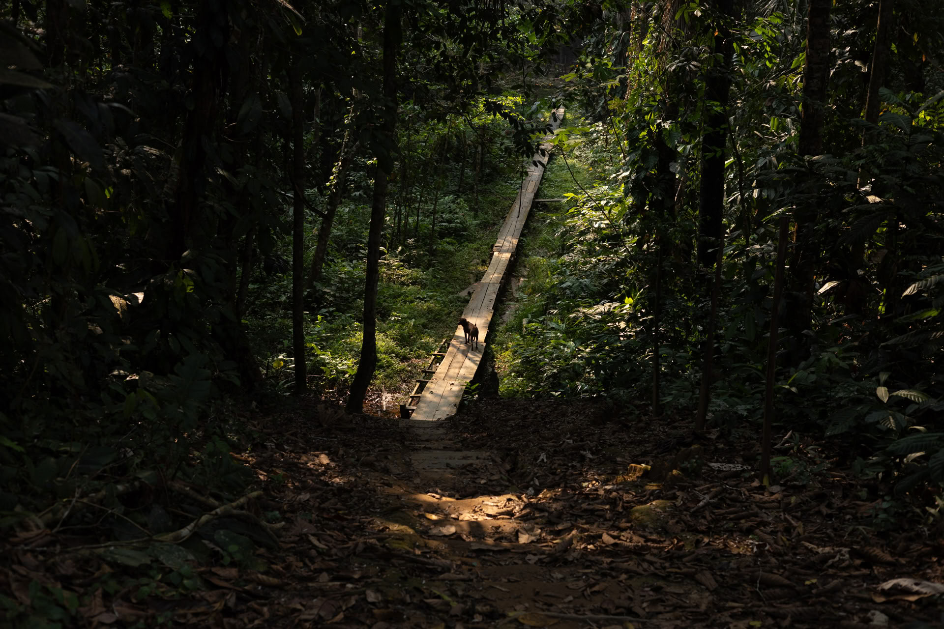 Atviras Ayahuaskos retritas