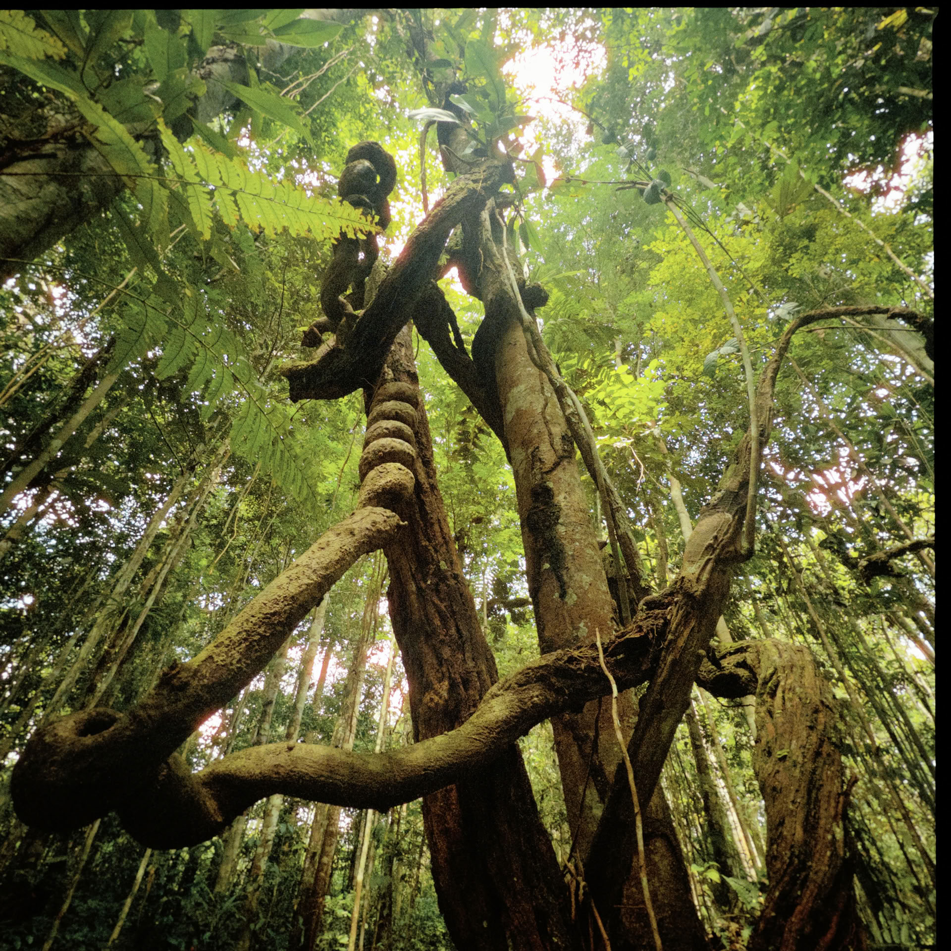 Atviras Ayahuaskos retritas