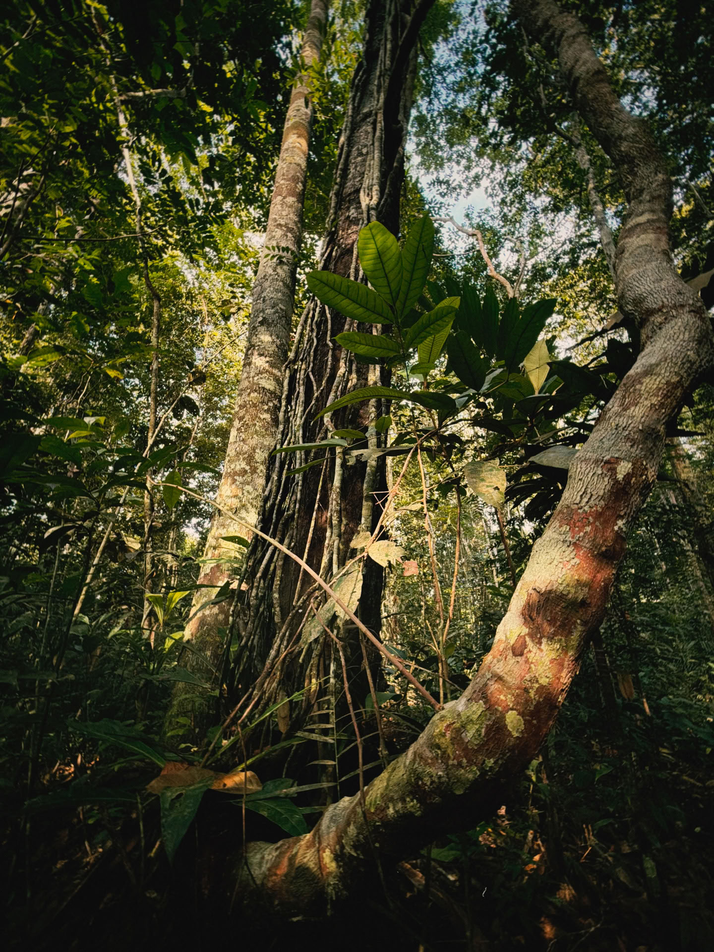 Atviras Ayahuaskos retritas