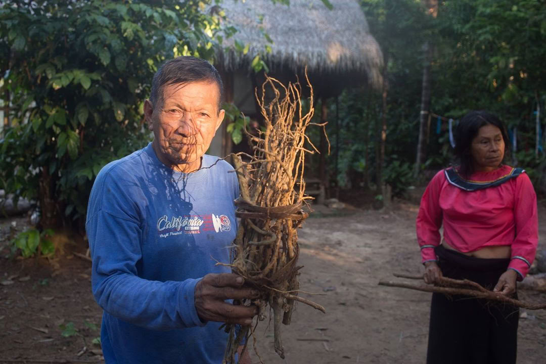 Ayahuasca retritas ir Master Plant dieta Peru