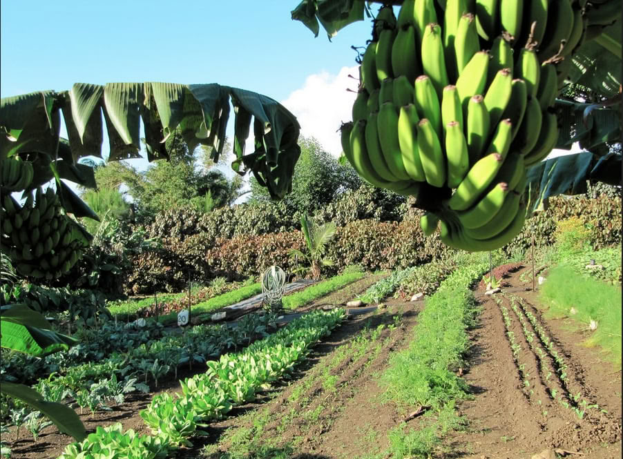 Aloha Maui ūkio turas