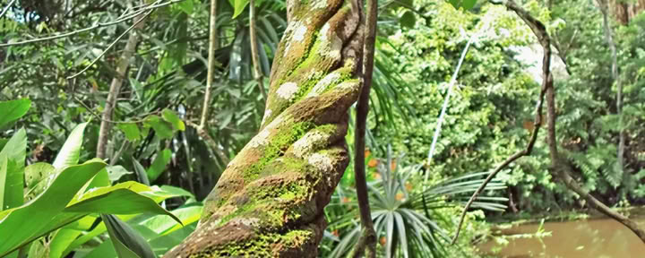 Shipibo Ayahuasca retritas