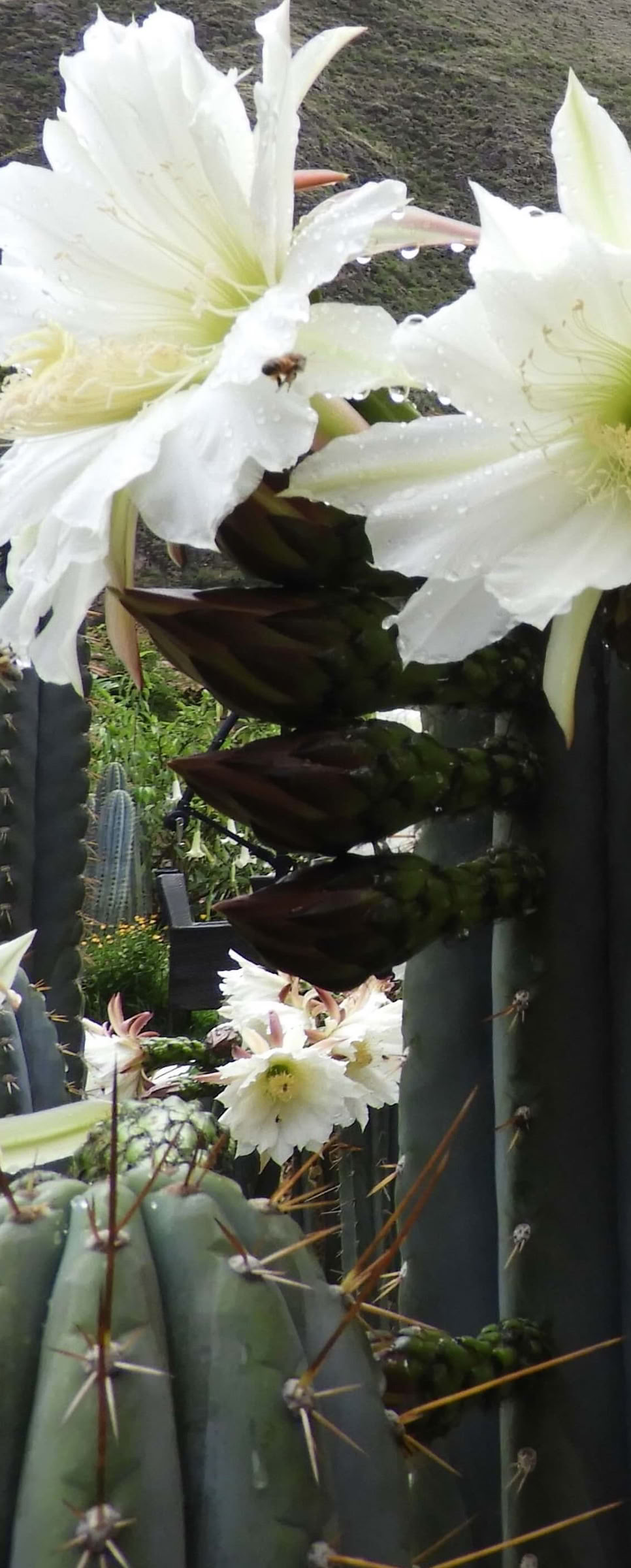 San Pedro ceremonija