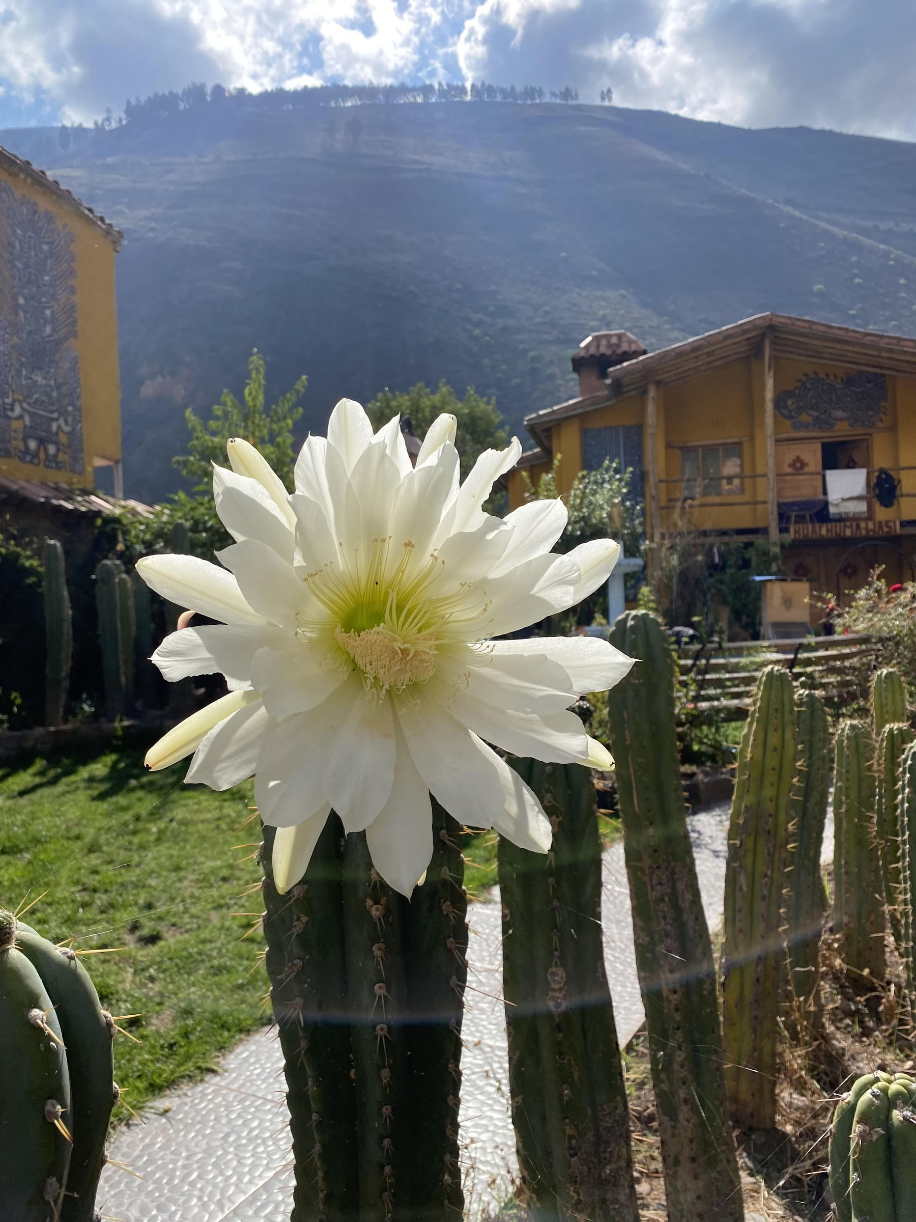 San Pedro ceremonija