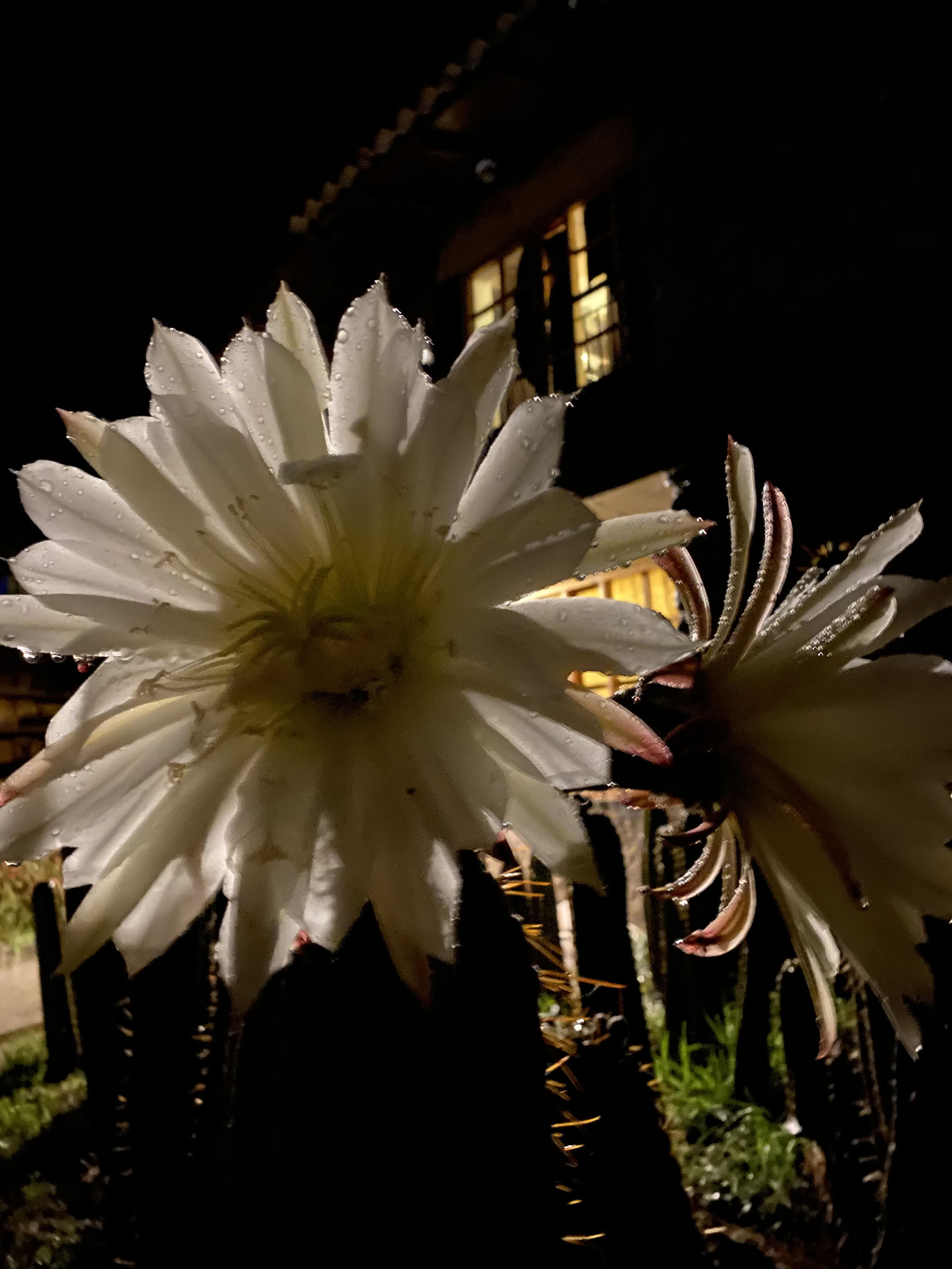 San Pedro ceremonija