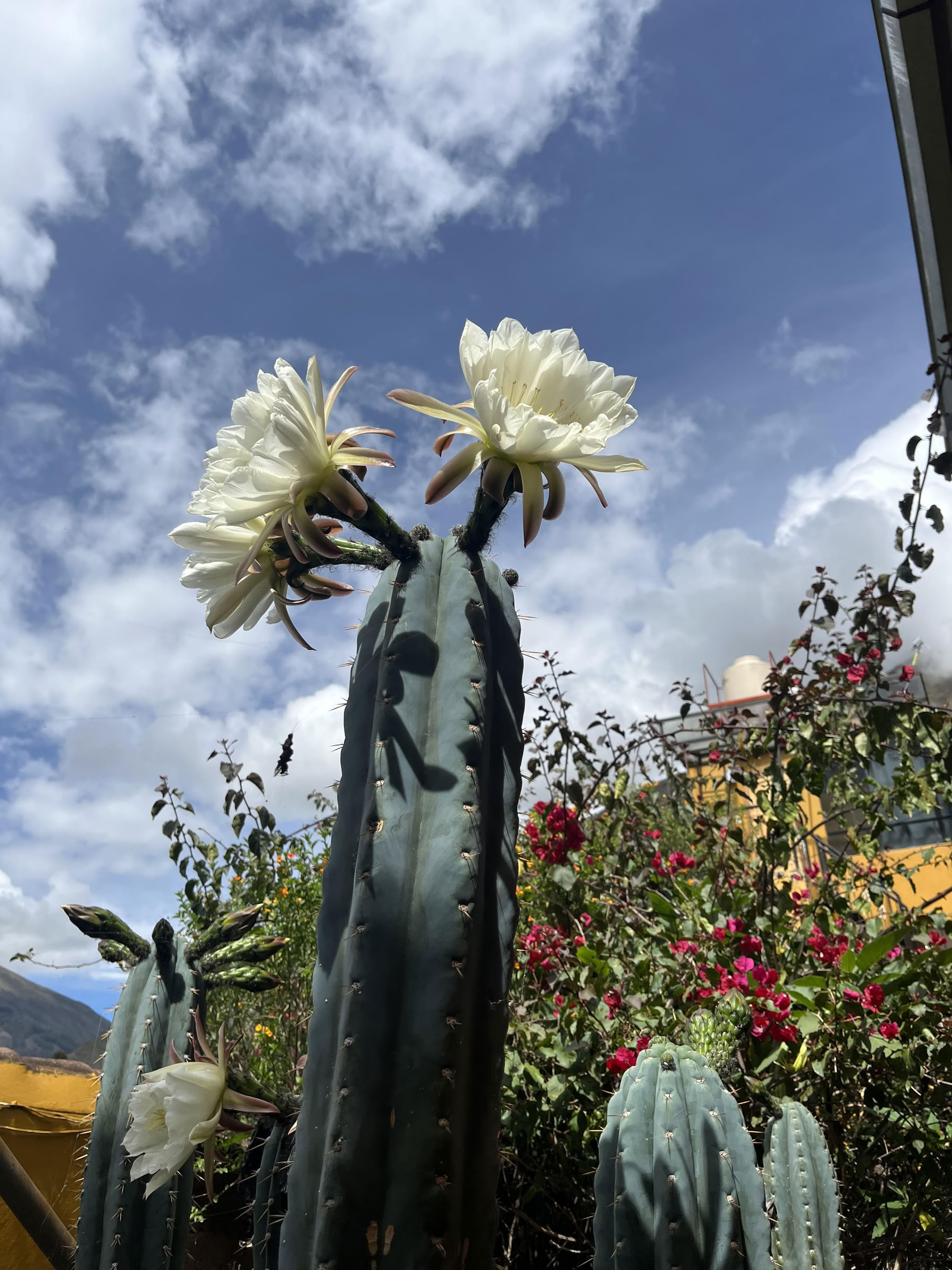 San Pedro ceremonija