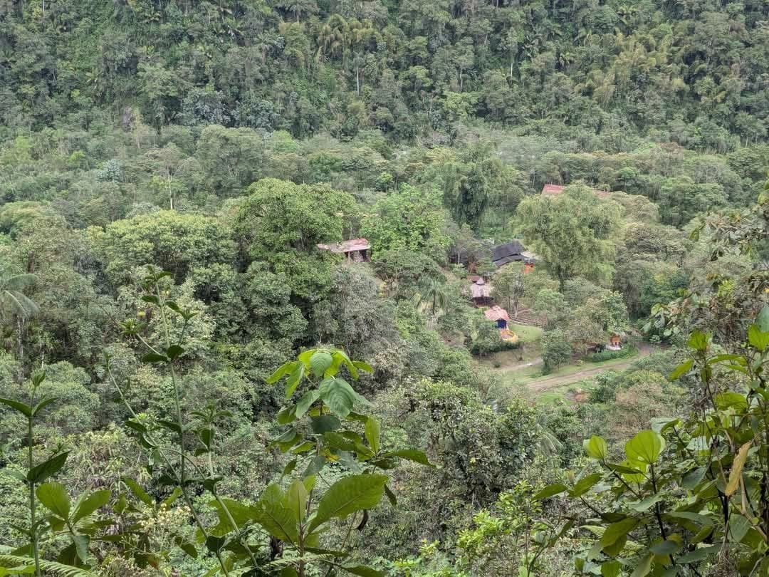 Ayahuasca Dienos ceremonija Hayulima gamtos rezervate