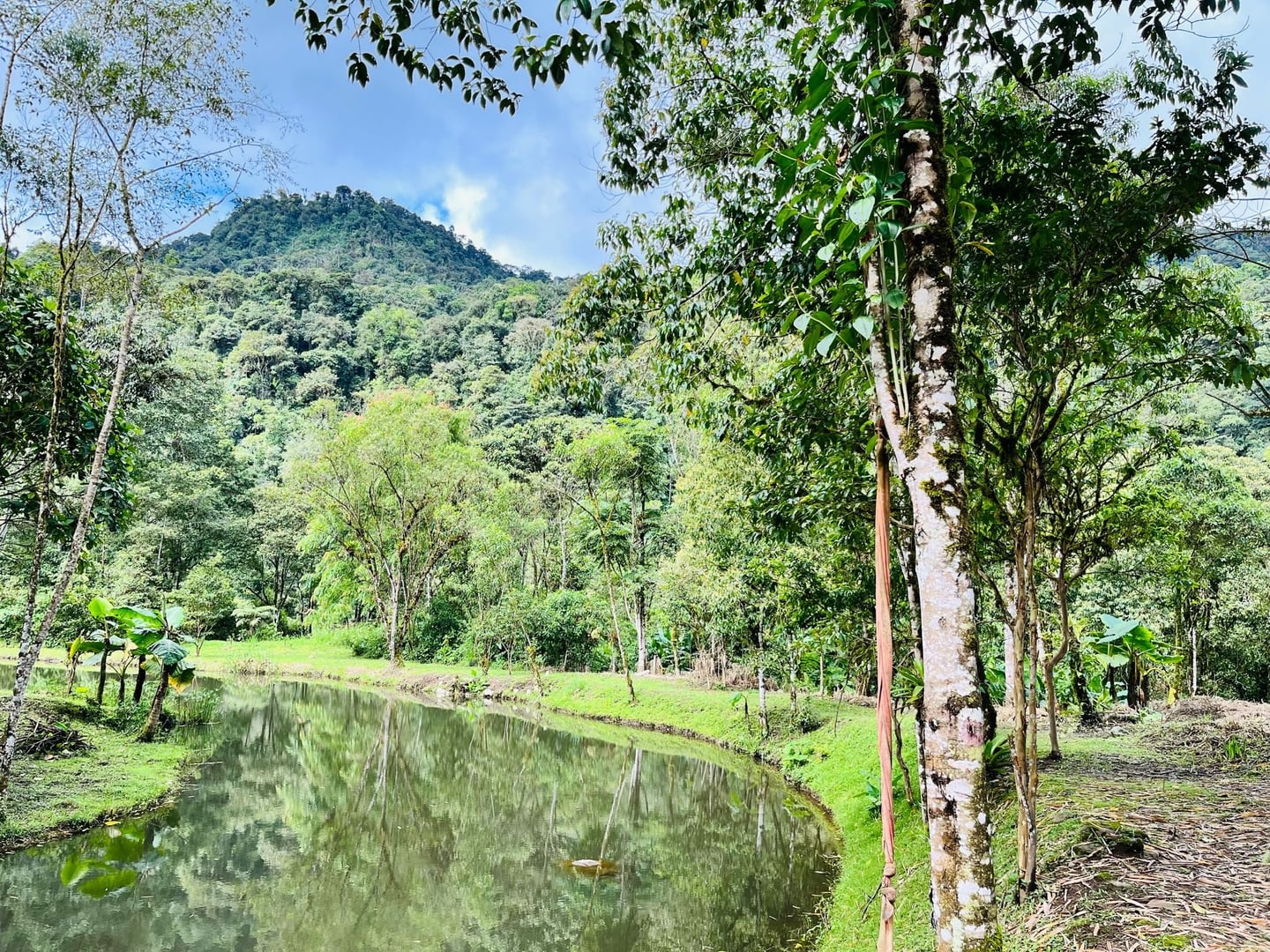 Ayahuasca Dienos ceremonija Hayulima gamtos rezervate