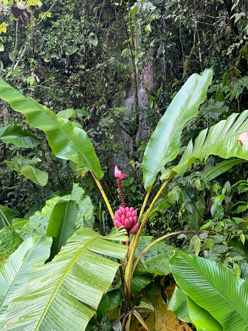 Ayahuasca Dienos ceremonija Hayulima gamtos rezervate