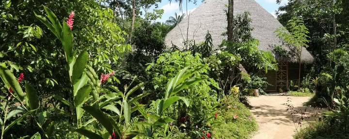 Gyvenimas derėje: Ayahuasca gydymo retritas