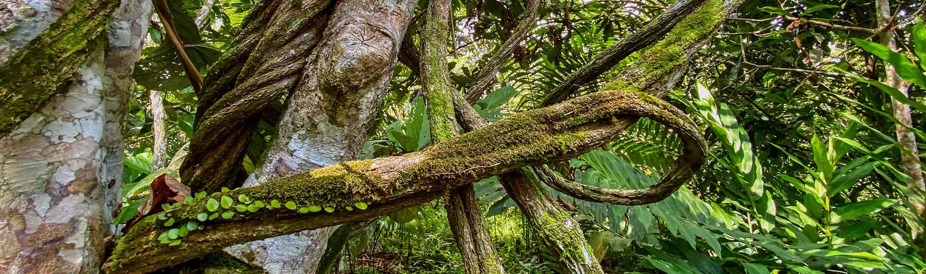 Ayahuasca gydymo retritas + 5 dienų integracijos retritas