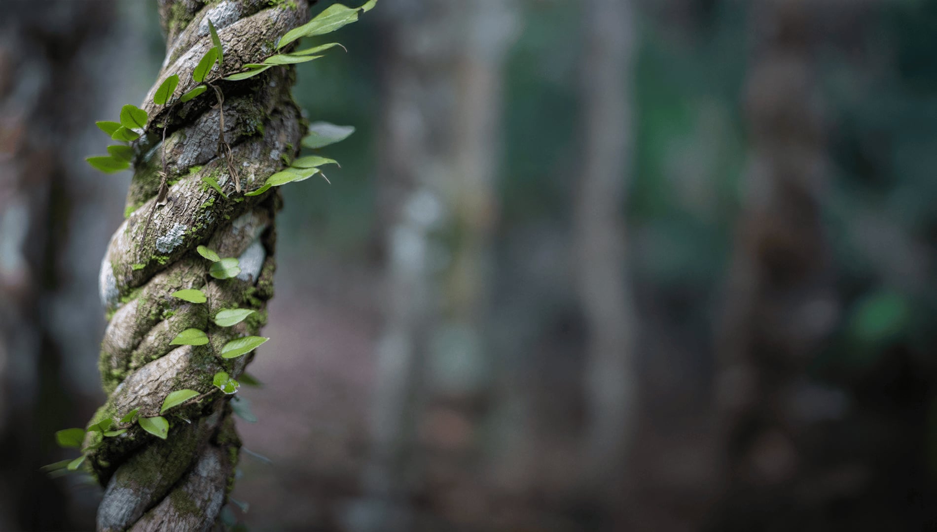 Ayahuasca gydymo retritas + 5 dienų integracijos retritas