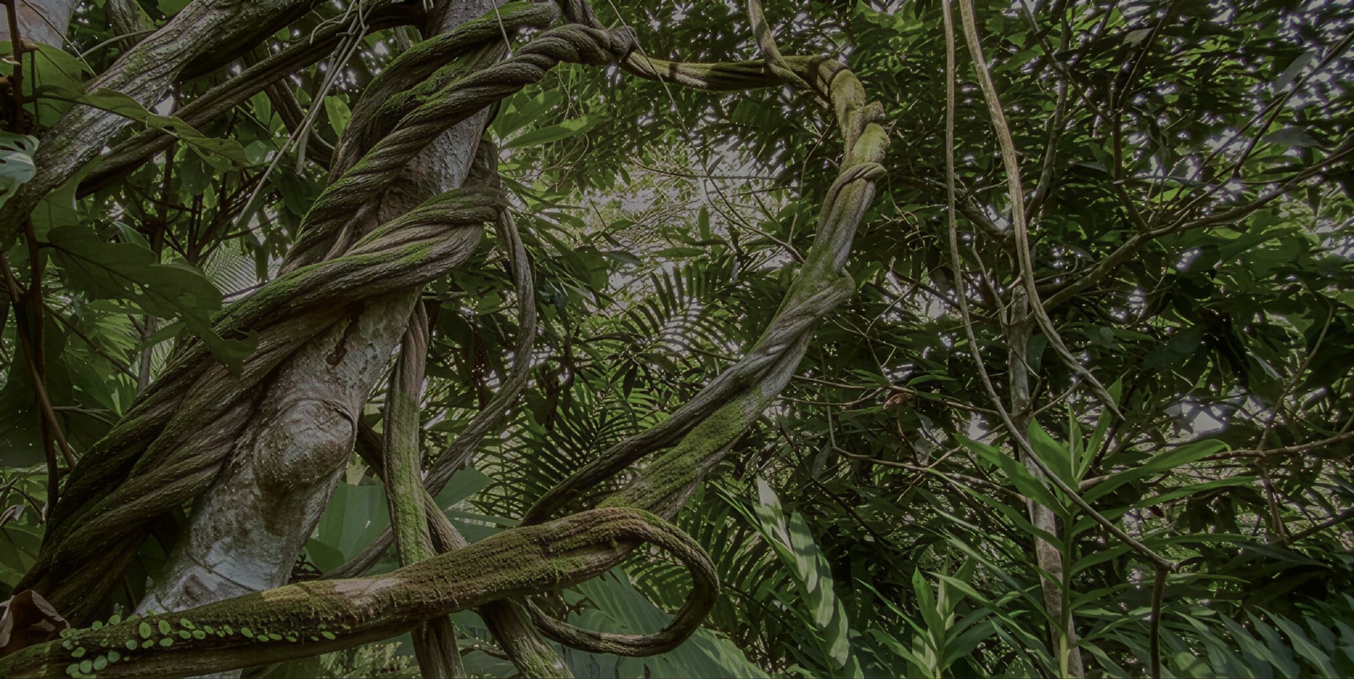 Ayahuasca gydymo retritas + 5 dienų integracijos retritas