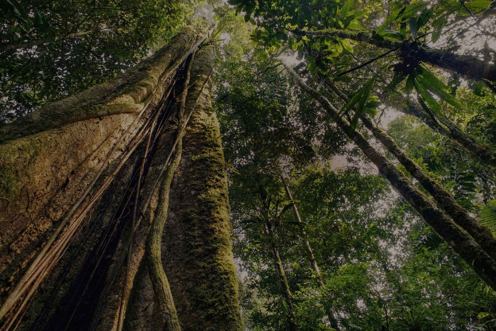 Ayahuasca gydymo retritas + 5 dienų integracijos retritas