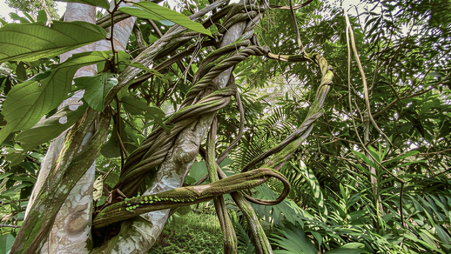Moterų Ayahuasca gydymo retritas