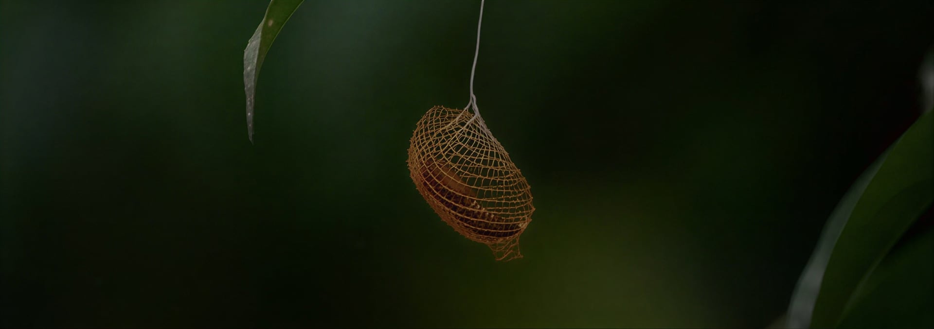 Moterų Ayahuasca gydymo retritas