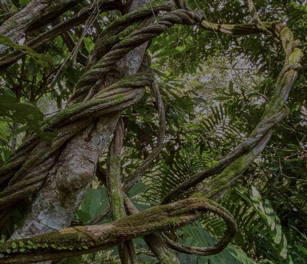 Moterų Ayahuasca gydymo retritas