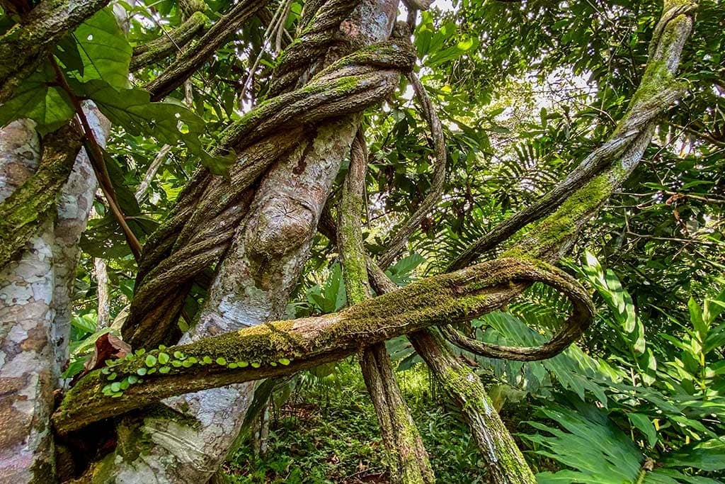 Moterų Ayahuasca gydymo retritas