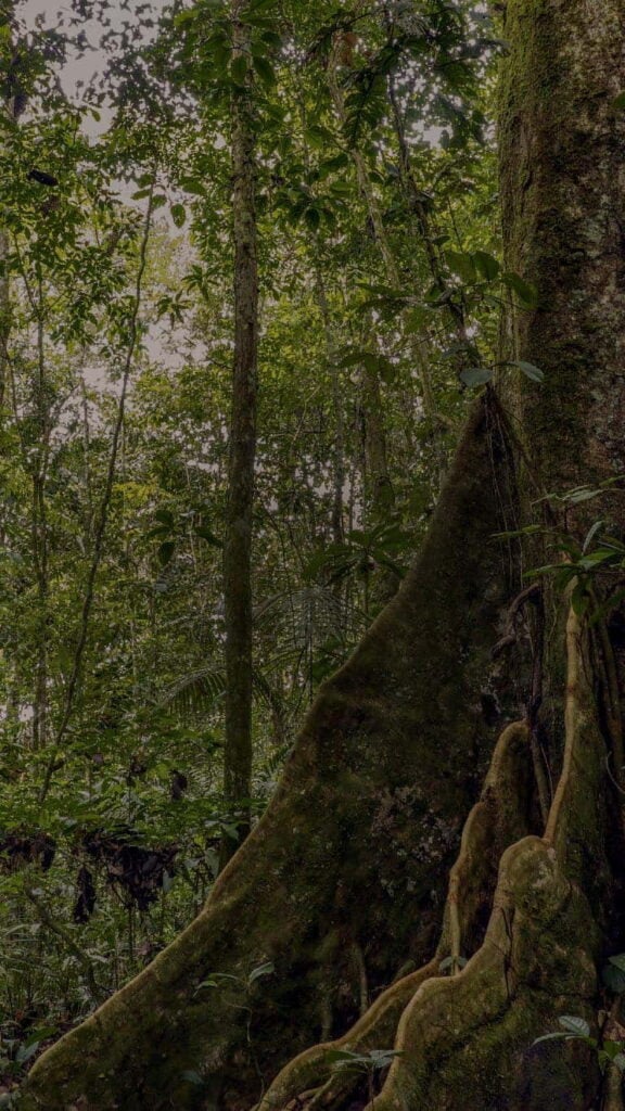 Sveikatos priežiūros specialistų ayahuasca retritas 2026