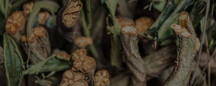 Living in Alignment Ayahuasca Gydymo retritas + 5 dienų integracijos pratęsimo retritas