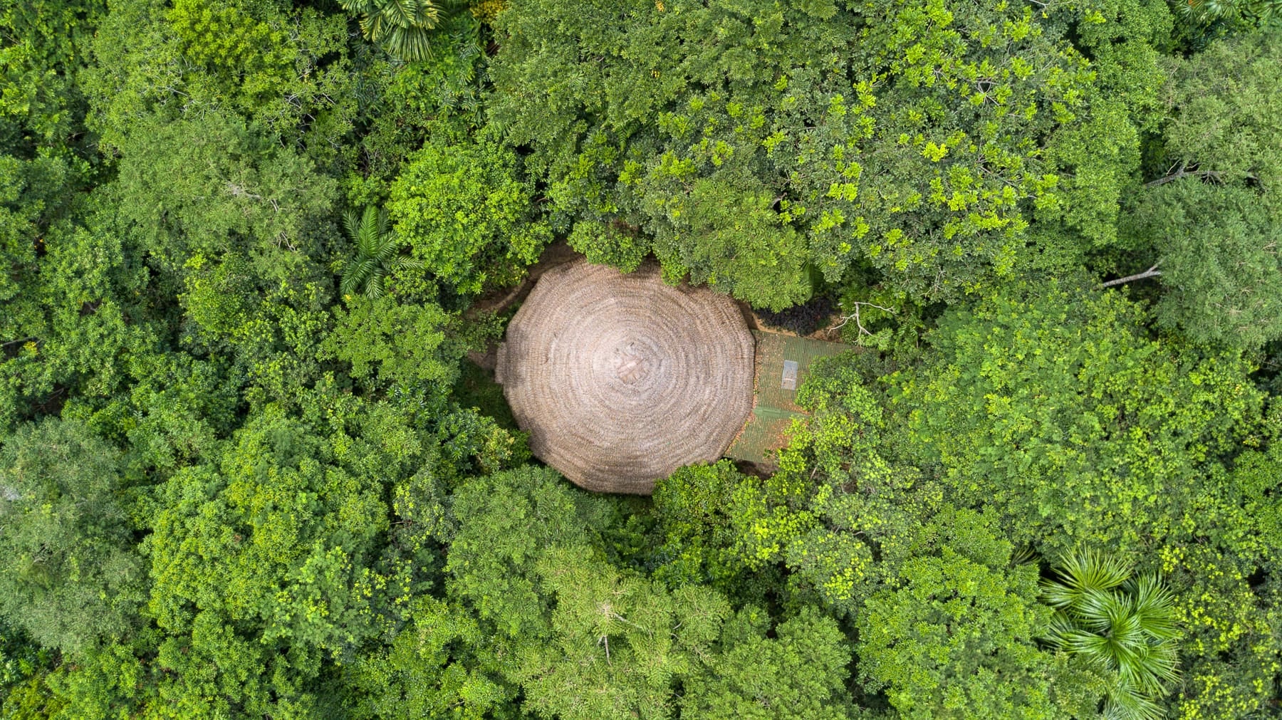 Tradicinės augalų dietos pas Shipibo Rao