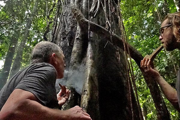 8 savaičių ajahuaskos inicijacijos kursas