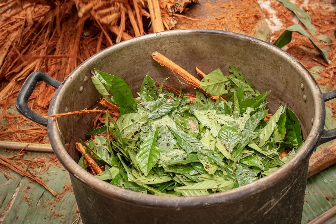 Ayahuasca ceremonija