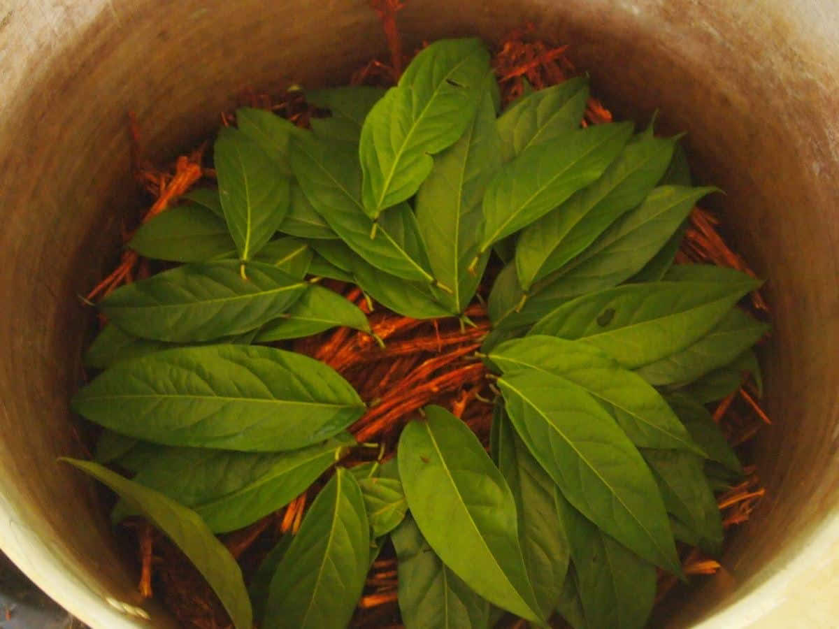 5 dienų Ayahuasca retritas Ekvadore