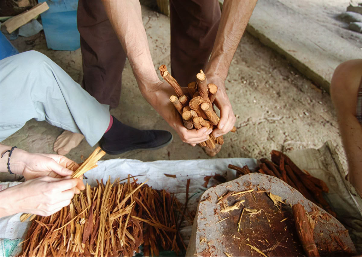 Ayahuasca ceremonija Ekvadore