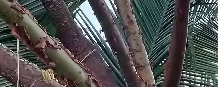 Sielos derinimo retritas