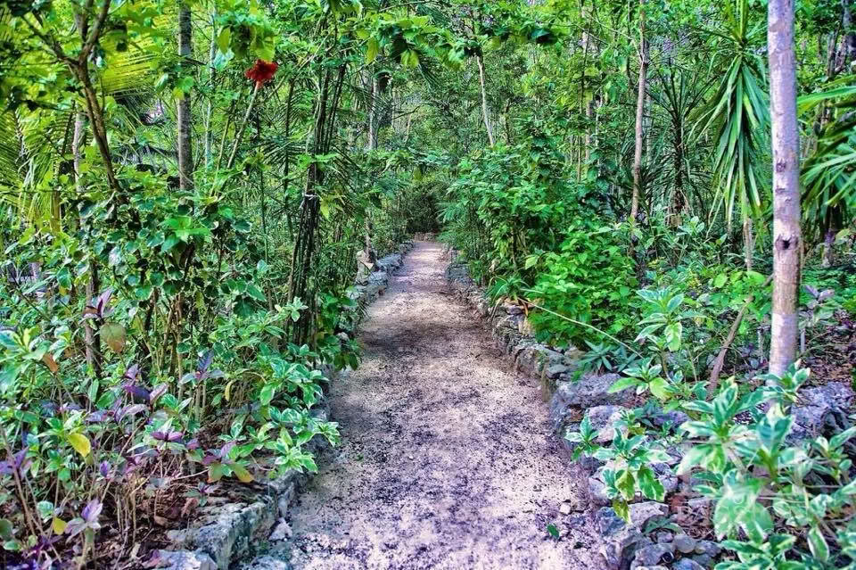 Ayahuasca retritas, Meksika