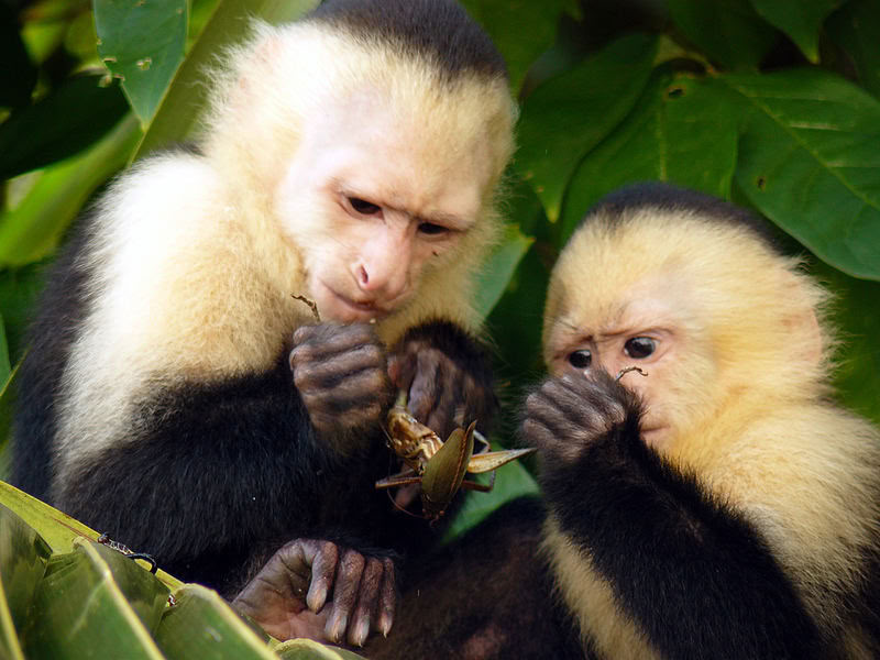 Manuel Antonio dienos išvyka (San Chose dienos išvyka)
