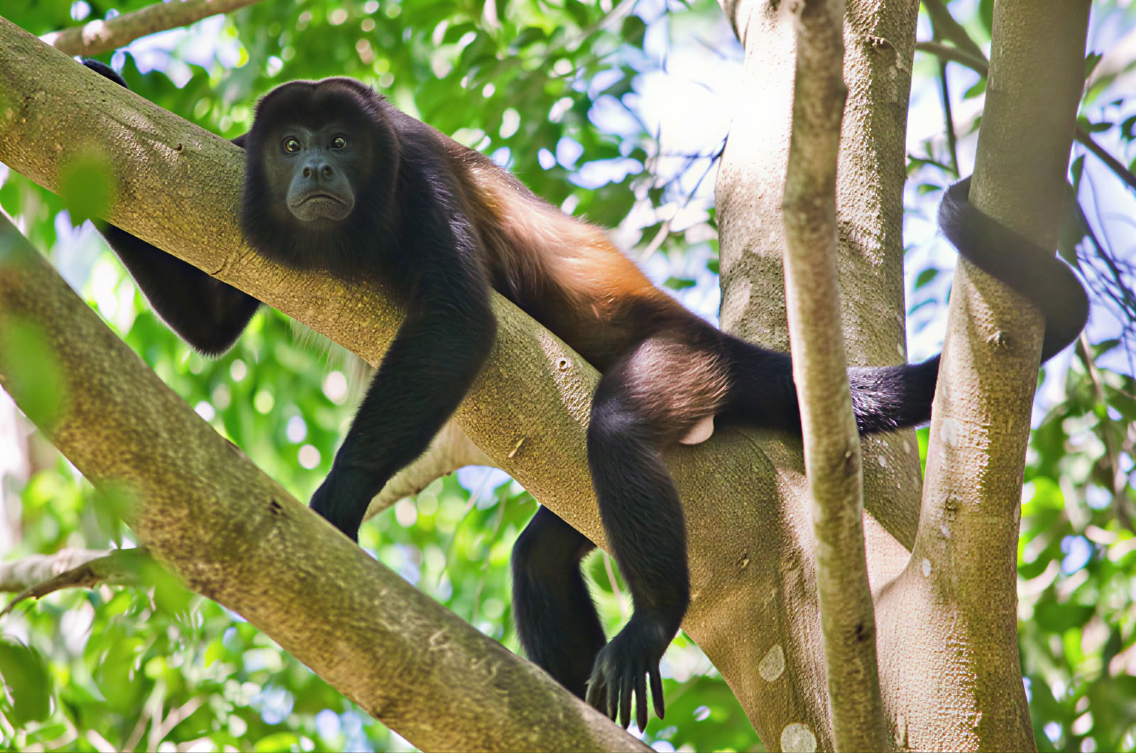 Manuel Antonio dienos išvyka (San Chose dienos išvyka)