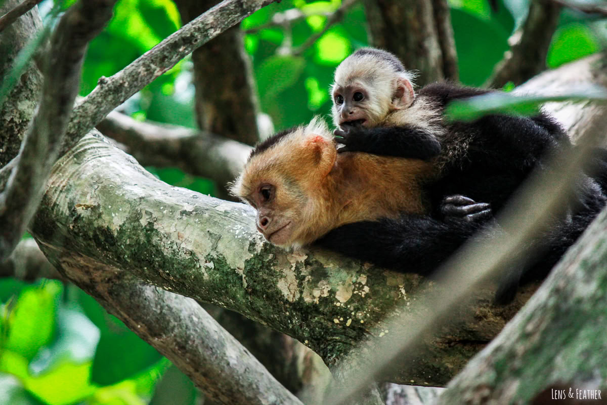 Manuel Antonio dienos išvyka (San Chose dienos išvyka)
