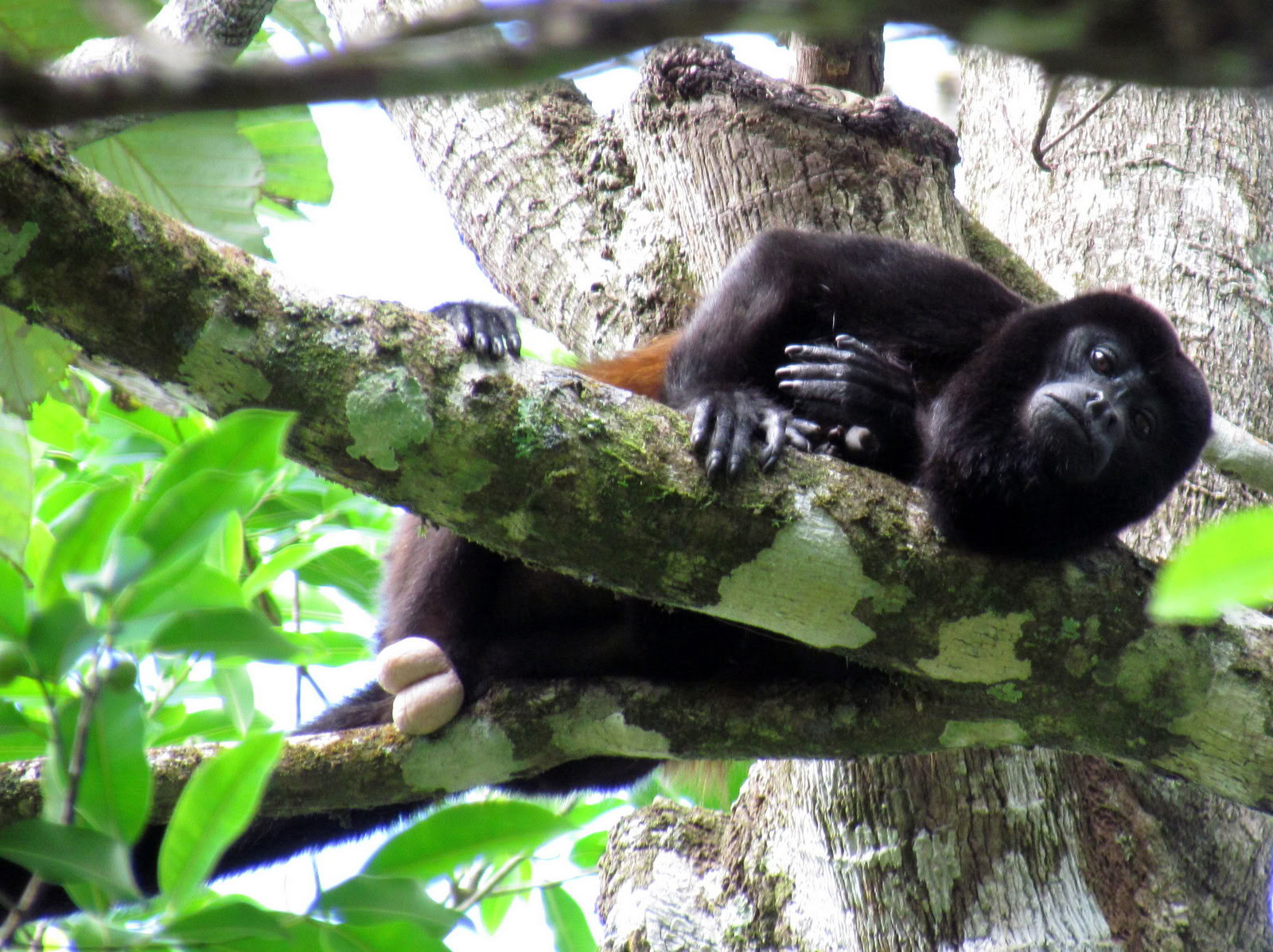Manuel Antonio dienos išvyka (San Chose dienos išvyka)