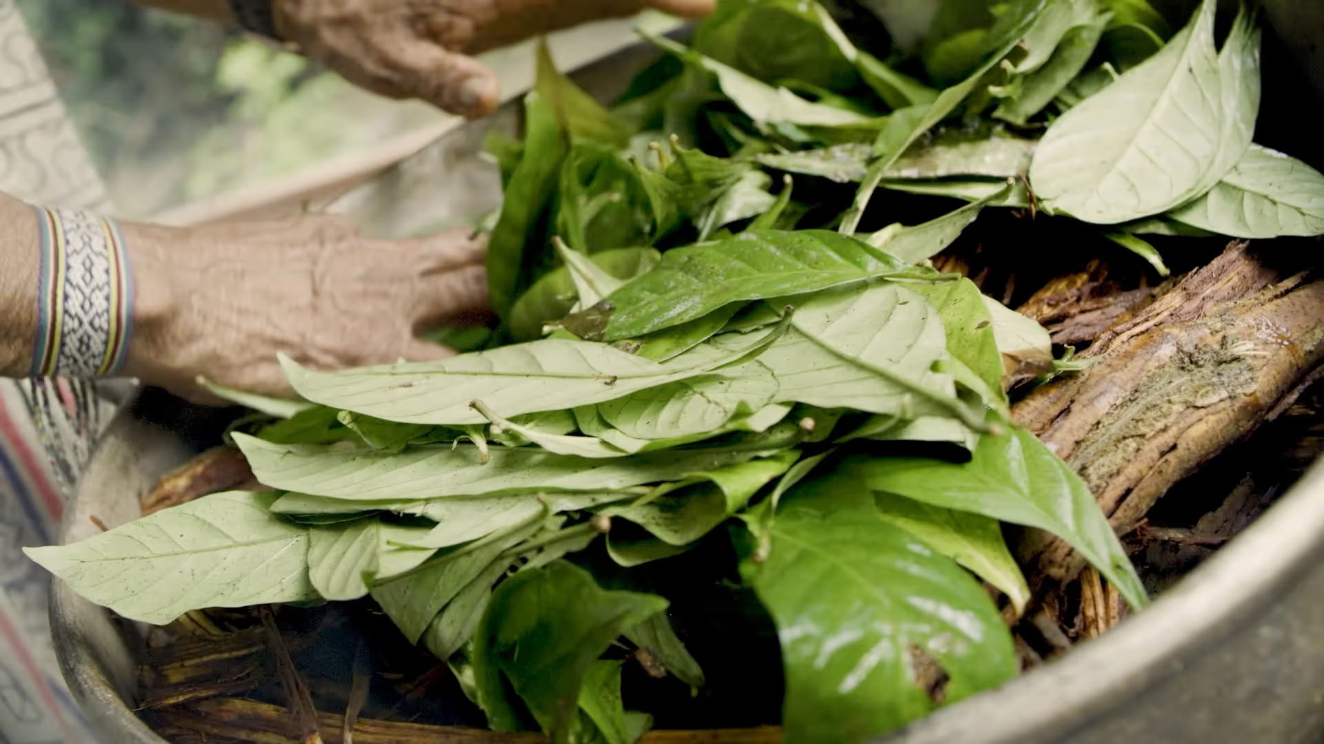 14 dienų ayahuasca retritas