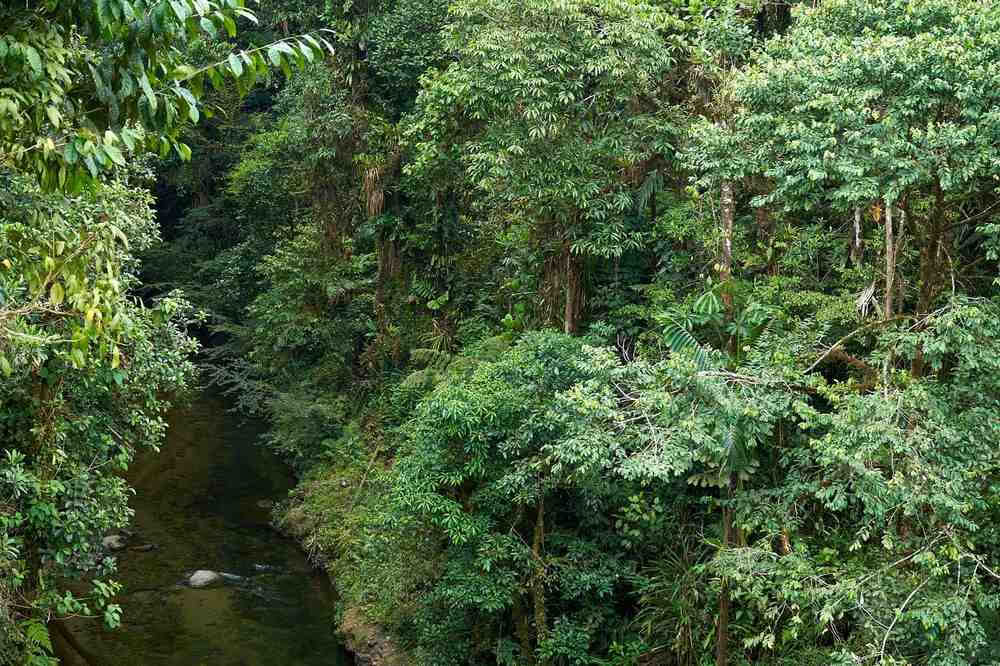 Ayahuasca iniciacijos retritas: 7 ir 14 dienų – 2027 m. vasario 3–24 d.