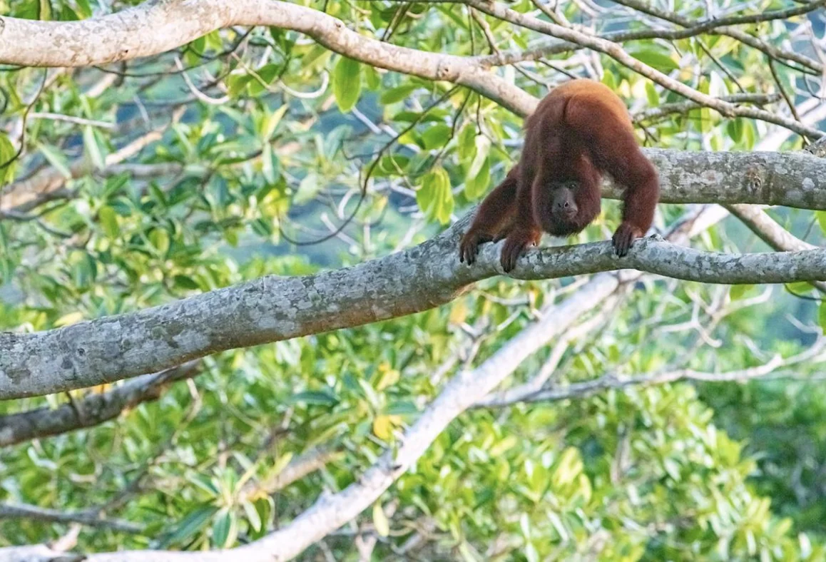 Šventas ajahuaskos retritas Santa Marta, Kolumbijoje